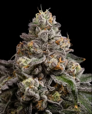 LEGEND OF LEMONS | 14G