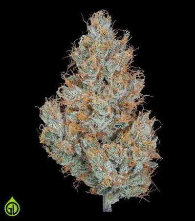 MED | LEMON BUTTER RUM | 7G