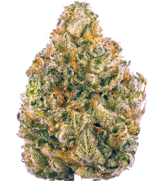 ORANGE STARBURST | 14G
