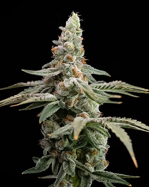 STICKY RICE | 14G