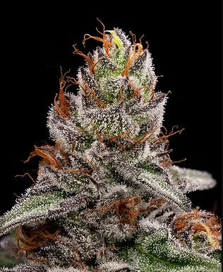 LOLLIPOPPERZ | 14G