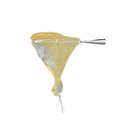 MAROON BELLS | ROSIN | 1G