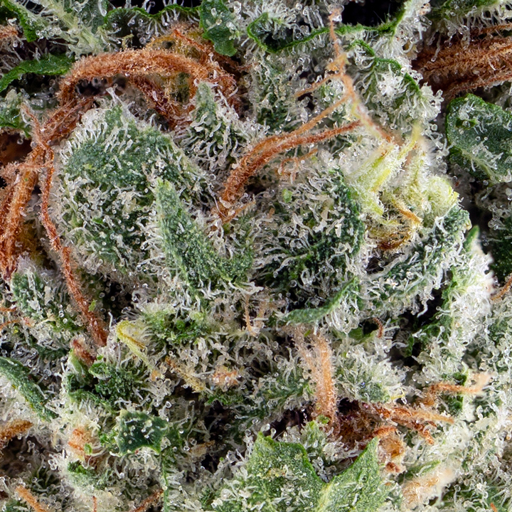 STRAWBERRY KOLA RESERVE FLOWER QUARTER