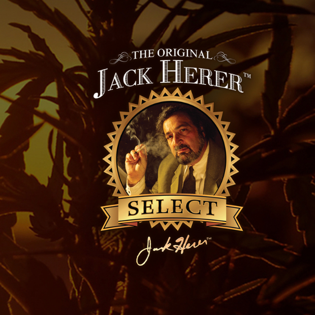 The Original | Jack Herer | Live Resin Infused Pre-rolls | 6PK