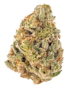 Cheetah Piss | 7G