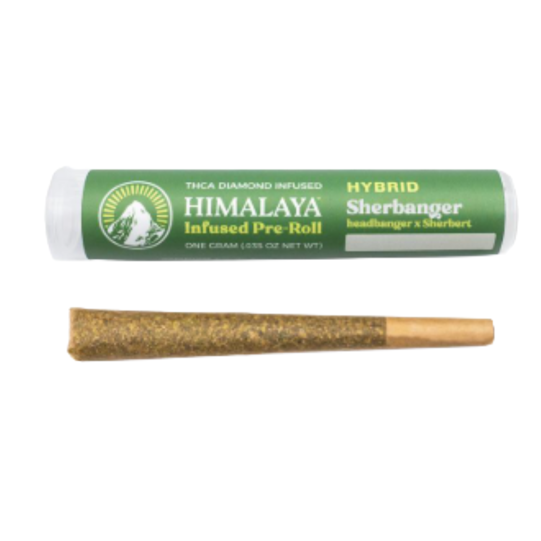 Himalaya - Sherbanger Live Resin Infused 1G