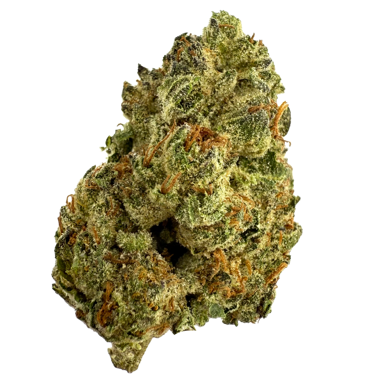 Native - Blue Lobster 28G