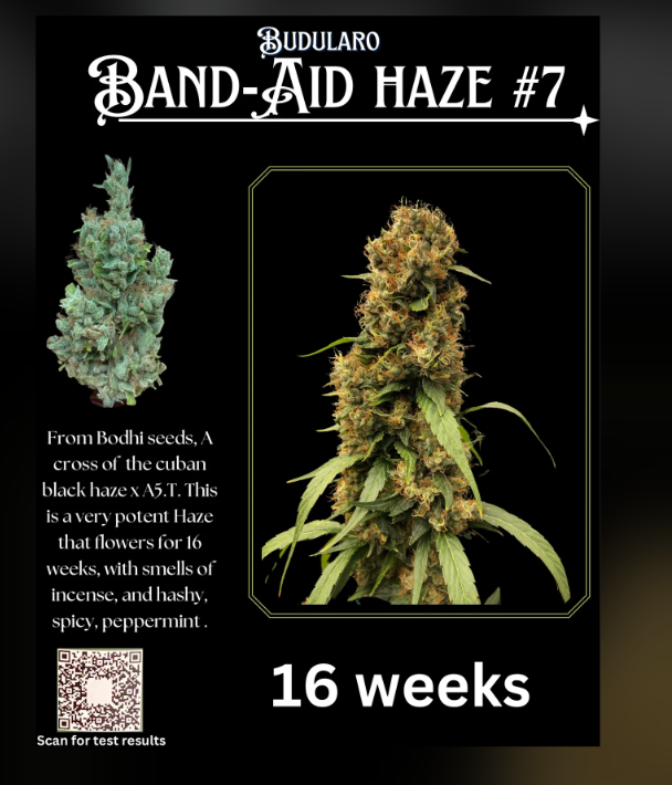Budularo: Band Aid Haze #7 X Original Haze - - Budularo
