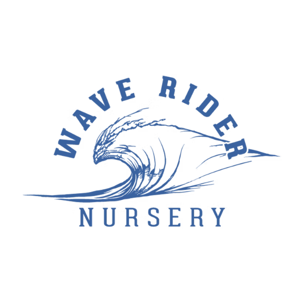 Runtz Hash Infused Pre Rolls