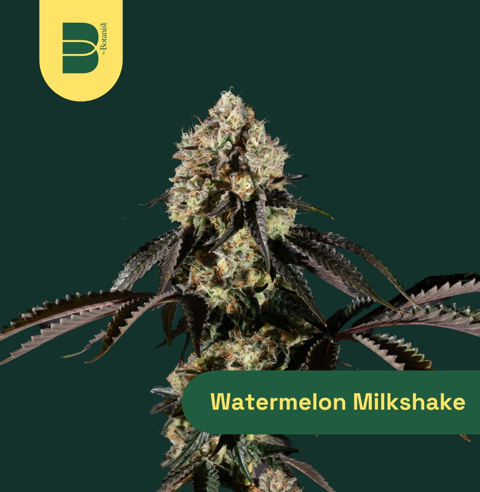 WATERMELON MILKSHAKE