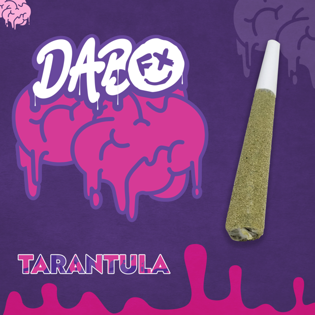 MELON HAZE TARARANTULA